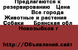 Предлагаются к резервированию › Цена ­ 16 000 - Все города Животные и растения » Собаки   . Брянская обл.,Новозыбков г.